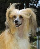 Chinese Crested 9W016D-149